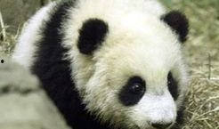 大熊猫爆料奶茶视频大全,萌宠界的甜蜜诱惑